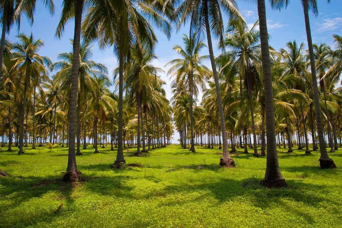 Local coconut sourcing area